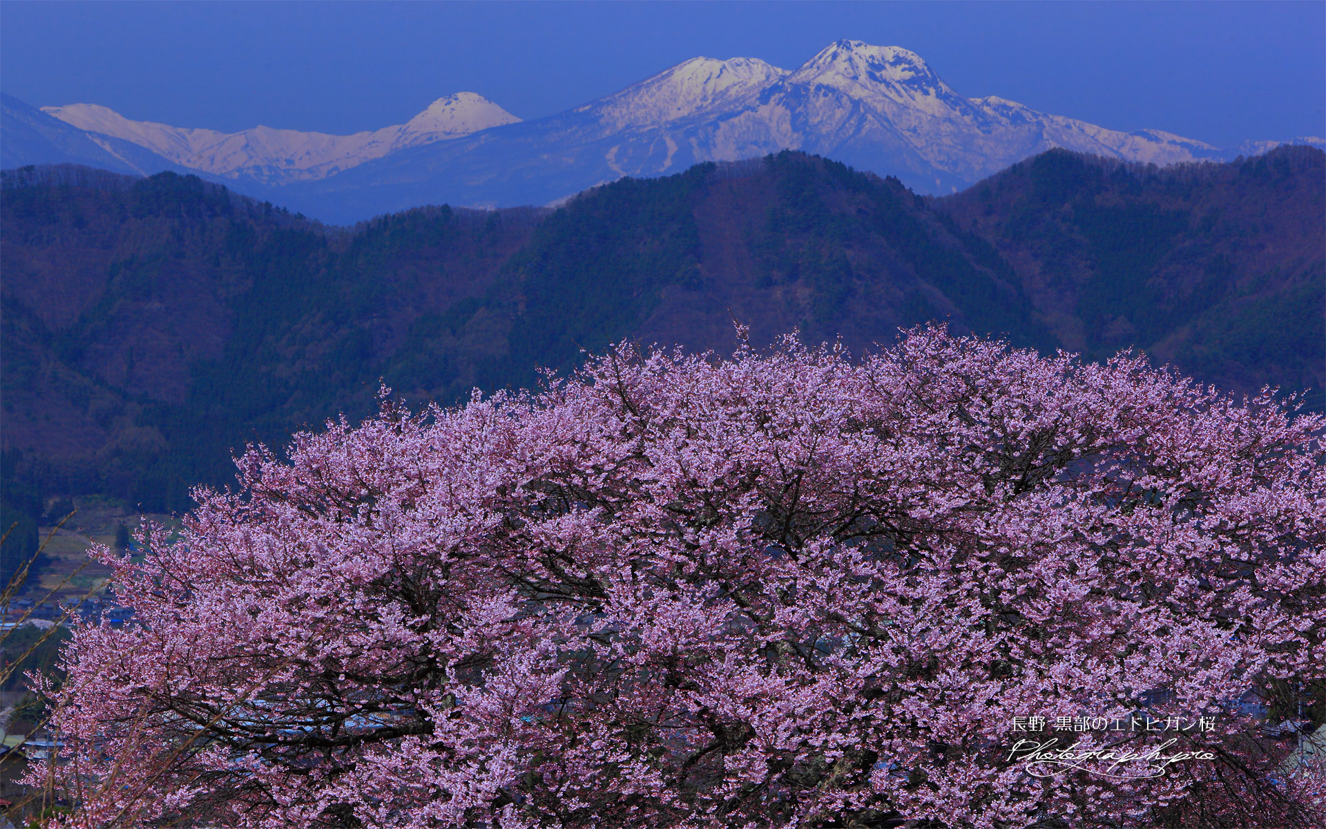 黒部のエドヒガン桜と妙高山