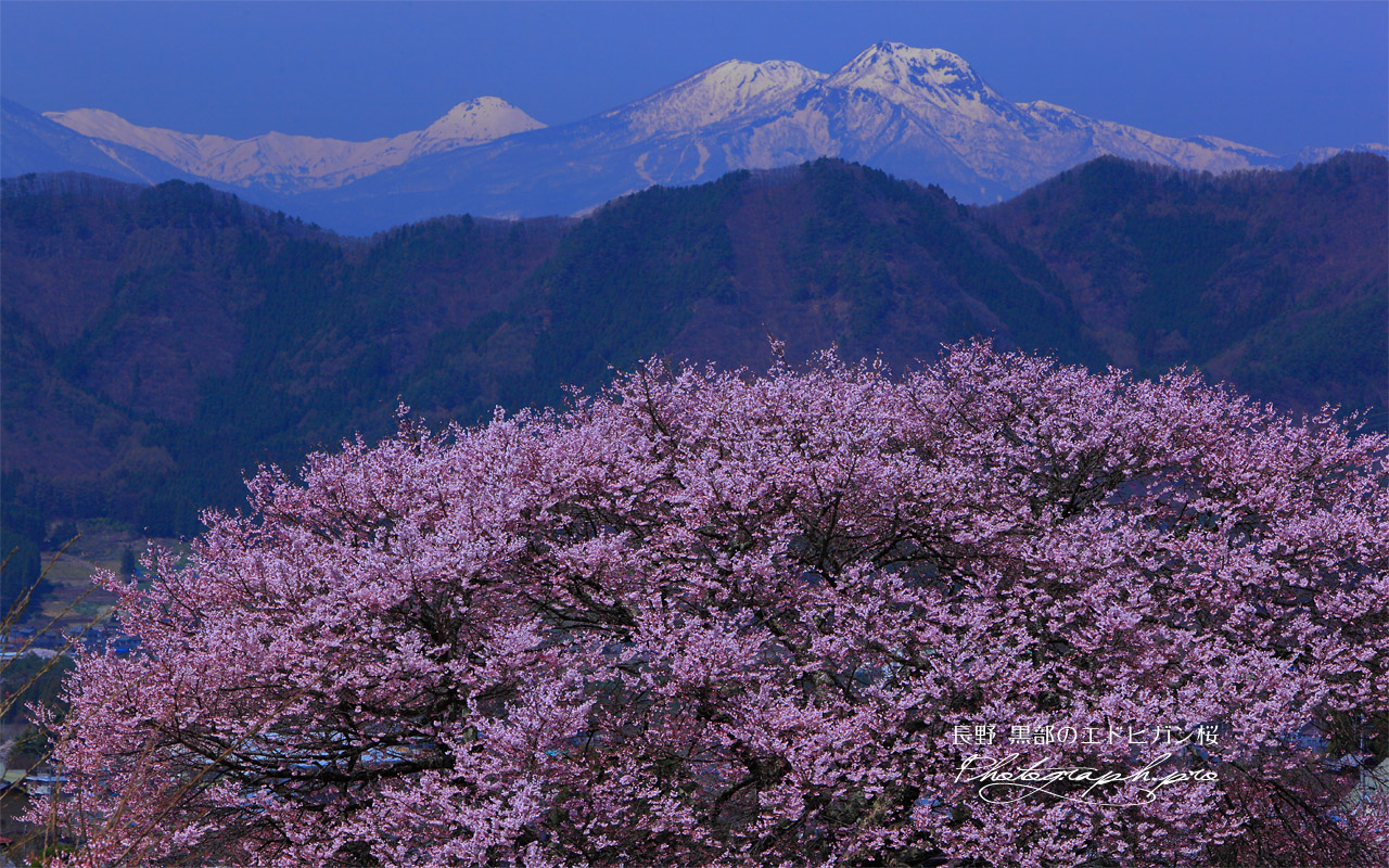 黒部のエドヒガン桜と妙高山 壁紙