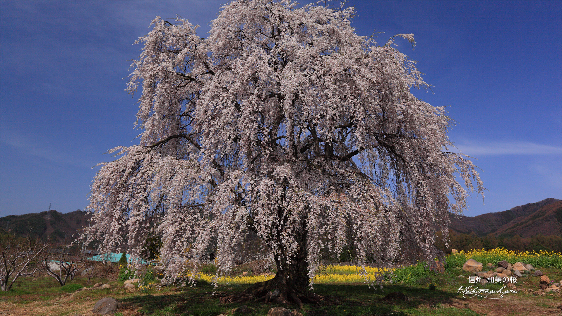 和美の桜