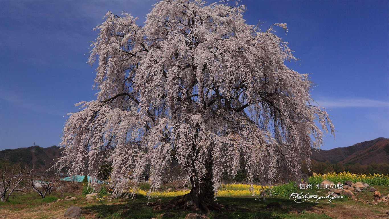 和美の桜 壁紙