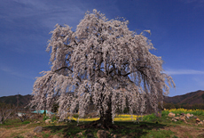 和美の桜