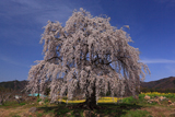 和美の桜