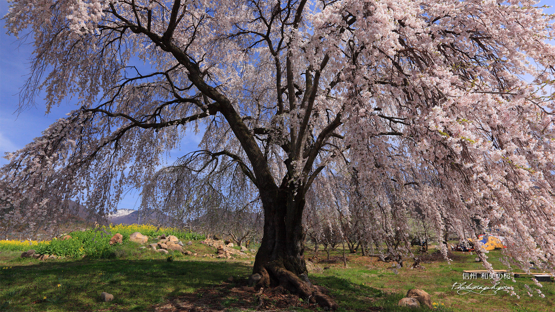 なごみの桜