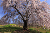 なごみの桜