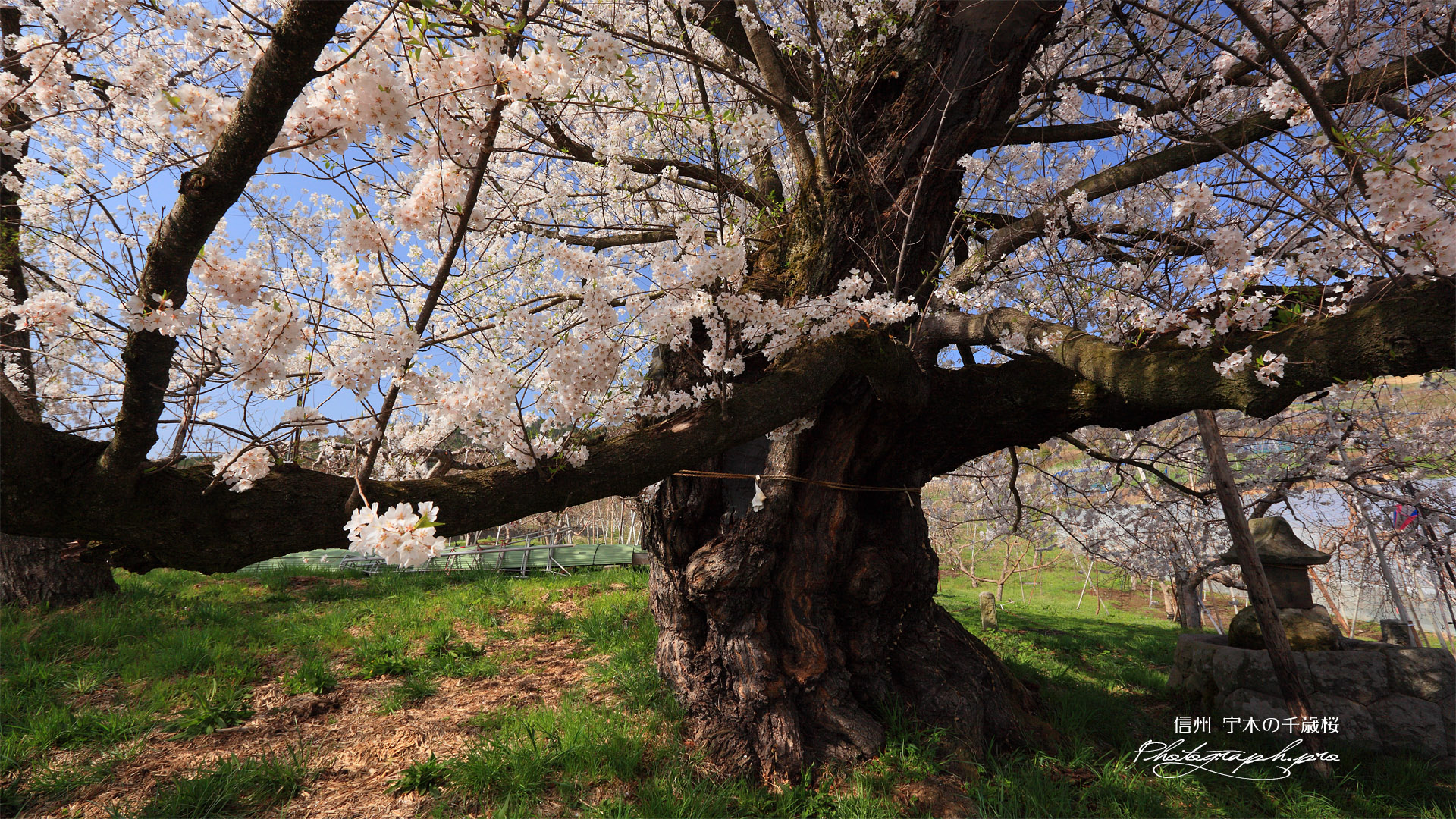 宇木の千歳桜