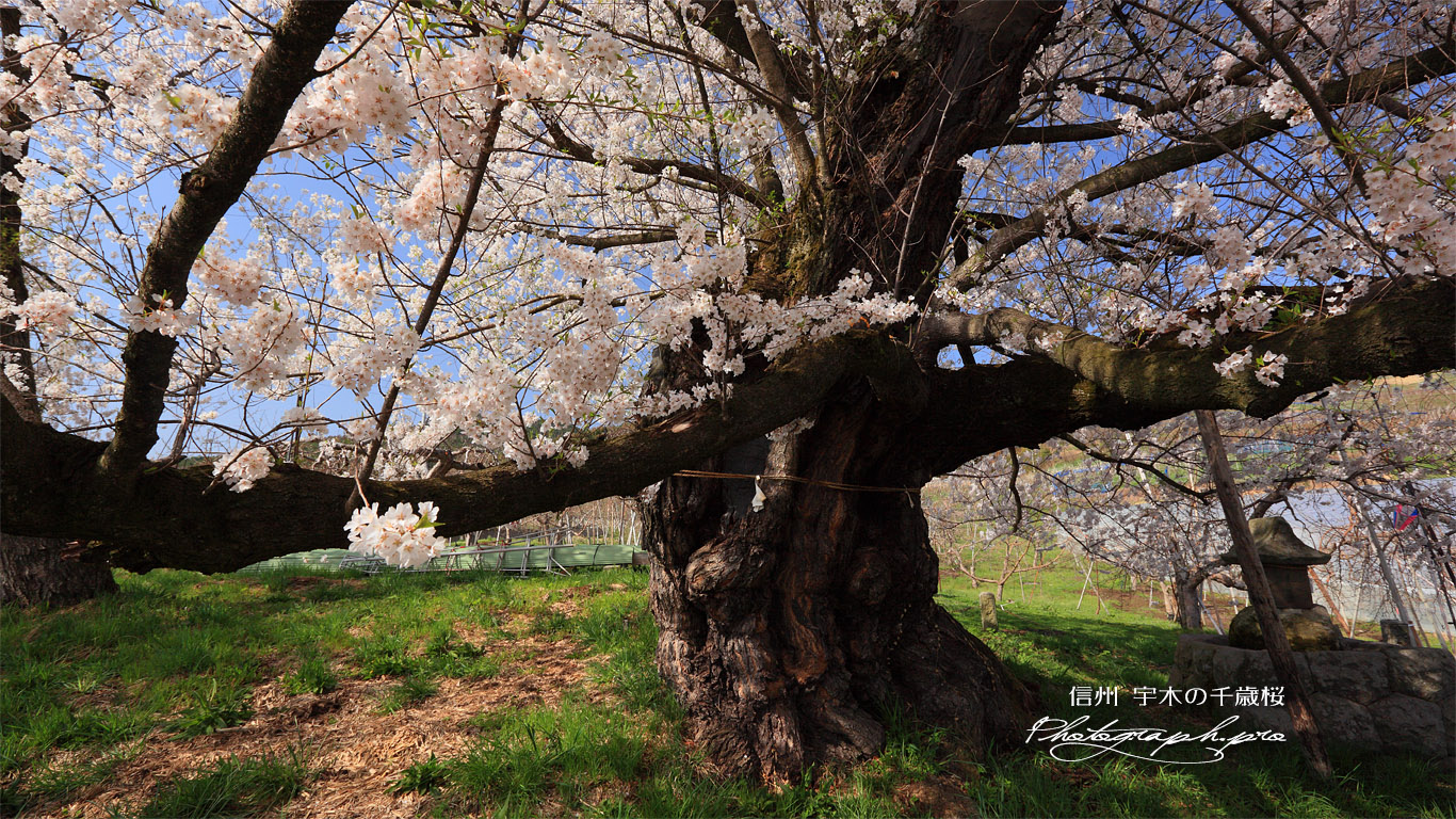 宇木の千歳桜 壁紙