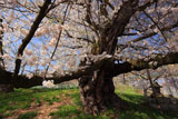宇木の千歳桜