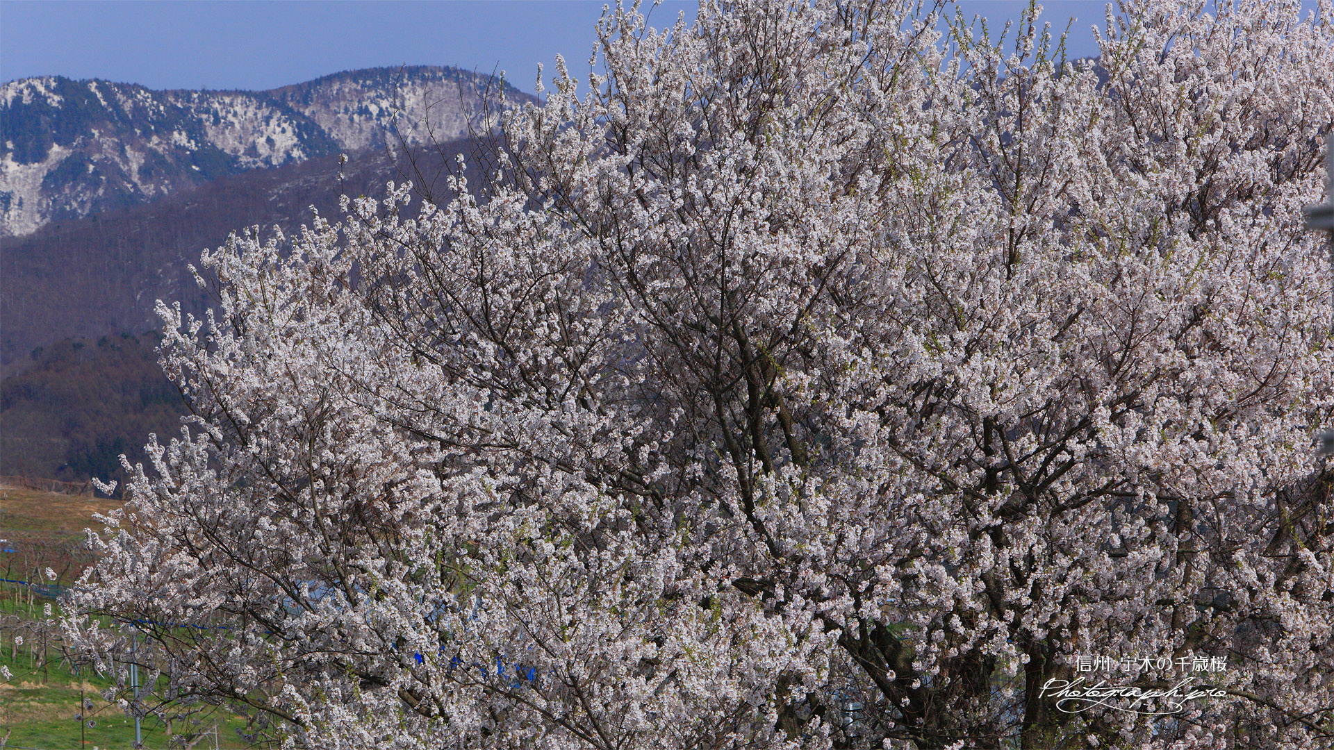 宇木の見返り桜