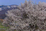 宇木の見返り桜