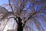 水中のしだれ桜を見上げて