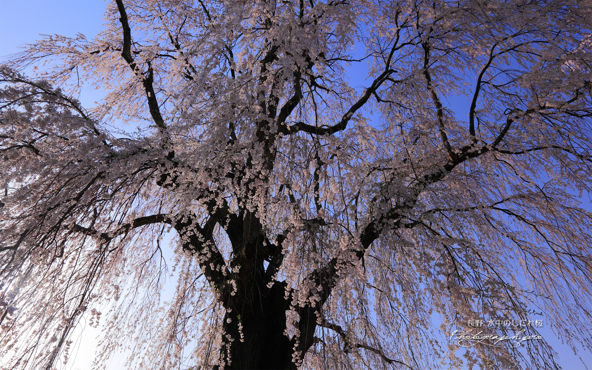 水中のしだれ桜を見上げて
