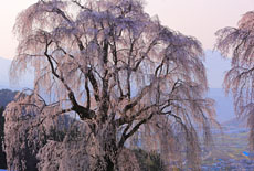 水中のしだれ桜