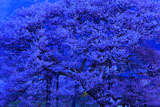 朝ぼらけの黒部のエドヒガン桜