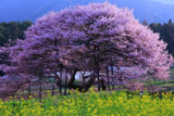 菜の花と黒部のエドヒガン桜