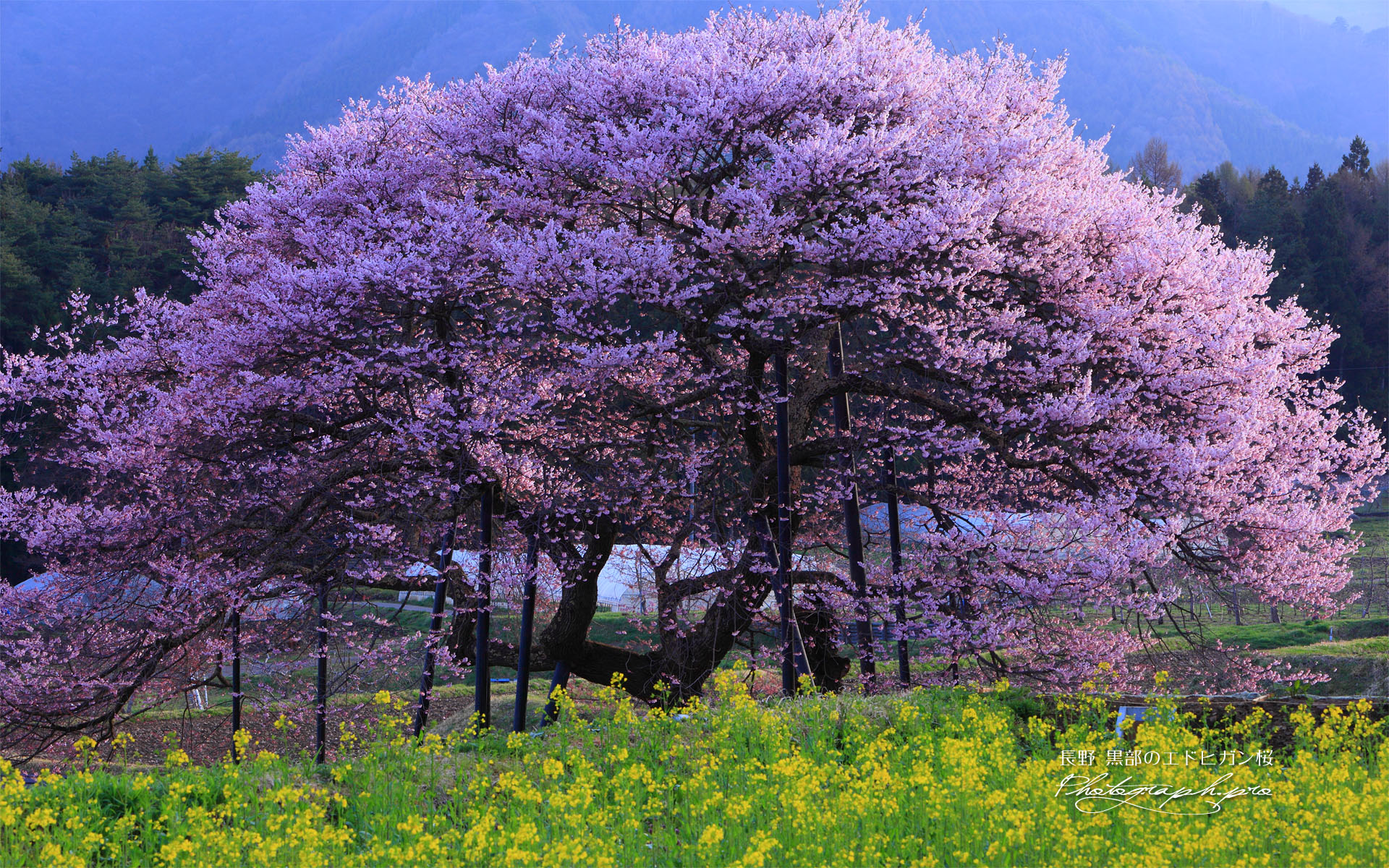 菜の花と黒部のエドヒガン桜