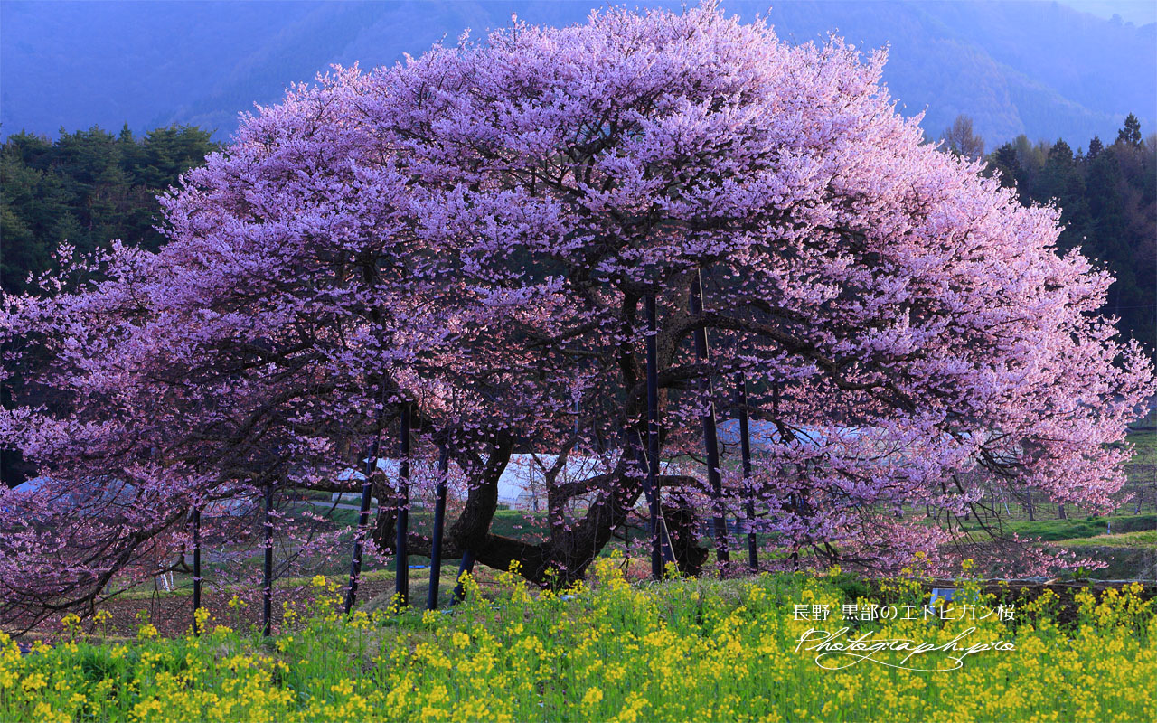 菜の花と黒部のエドヒガン桜 壁紙