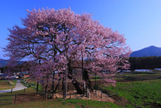 黒部のエドヒガン桜