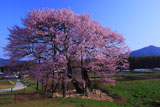 黒部のエドヒガン桜