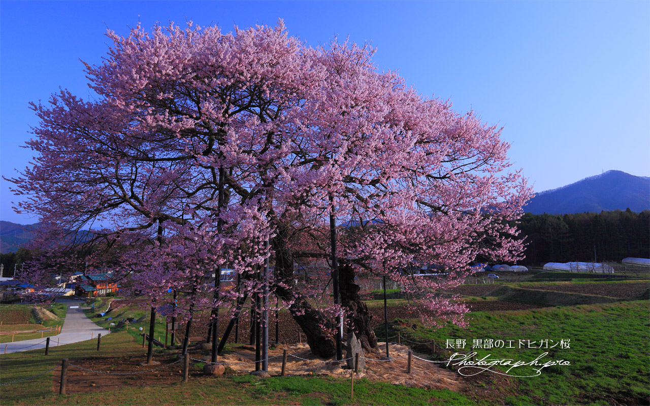 黒部のエドヒガン桜 壁紙