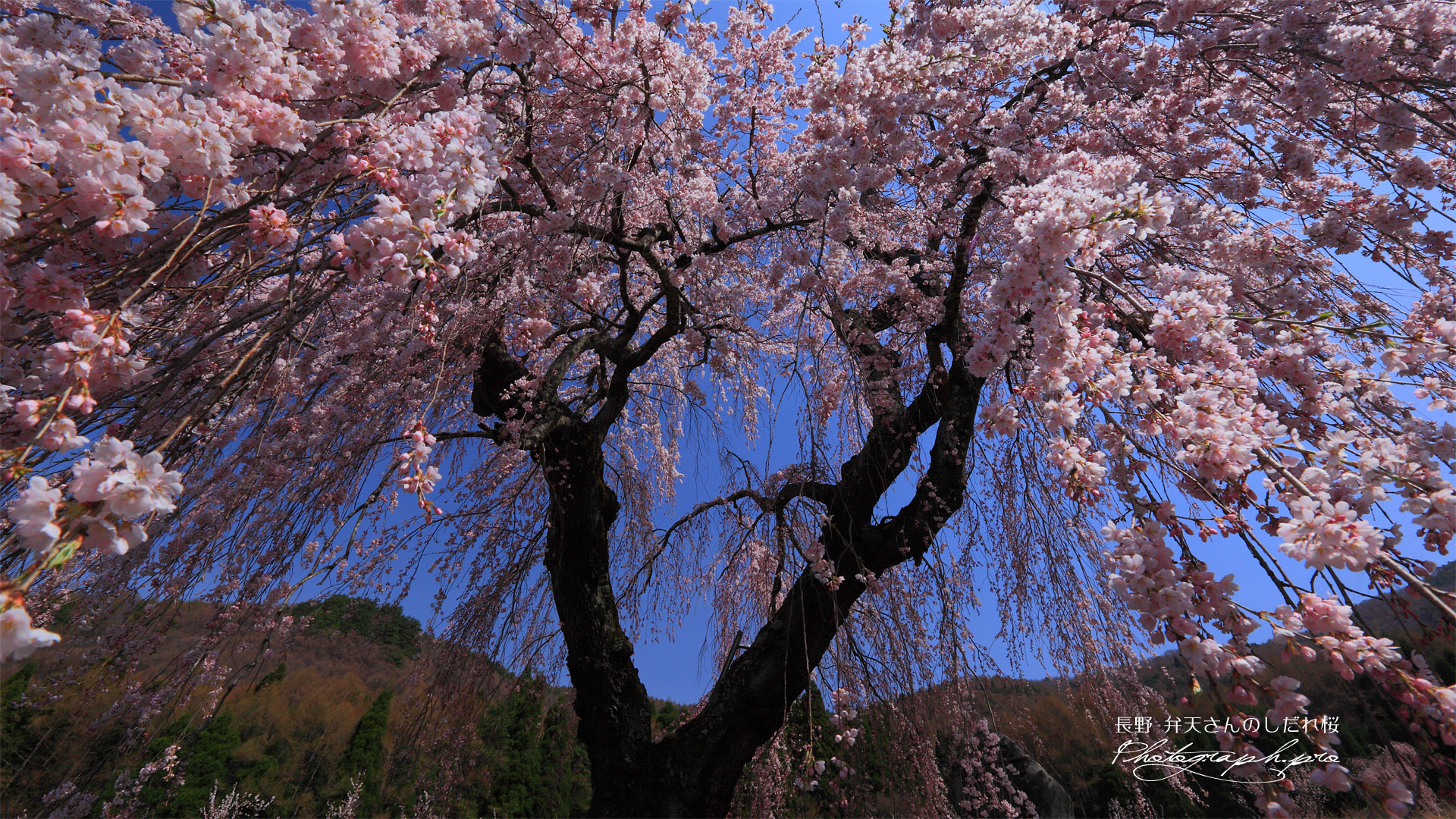 弁天池から見上げた弁天さんのしだれ桜