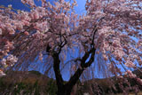 弁天池から見上げた弁天さんのしだれ桜