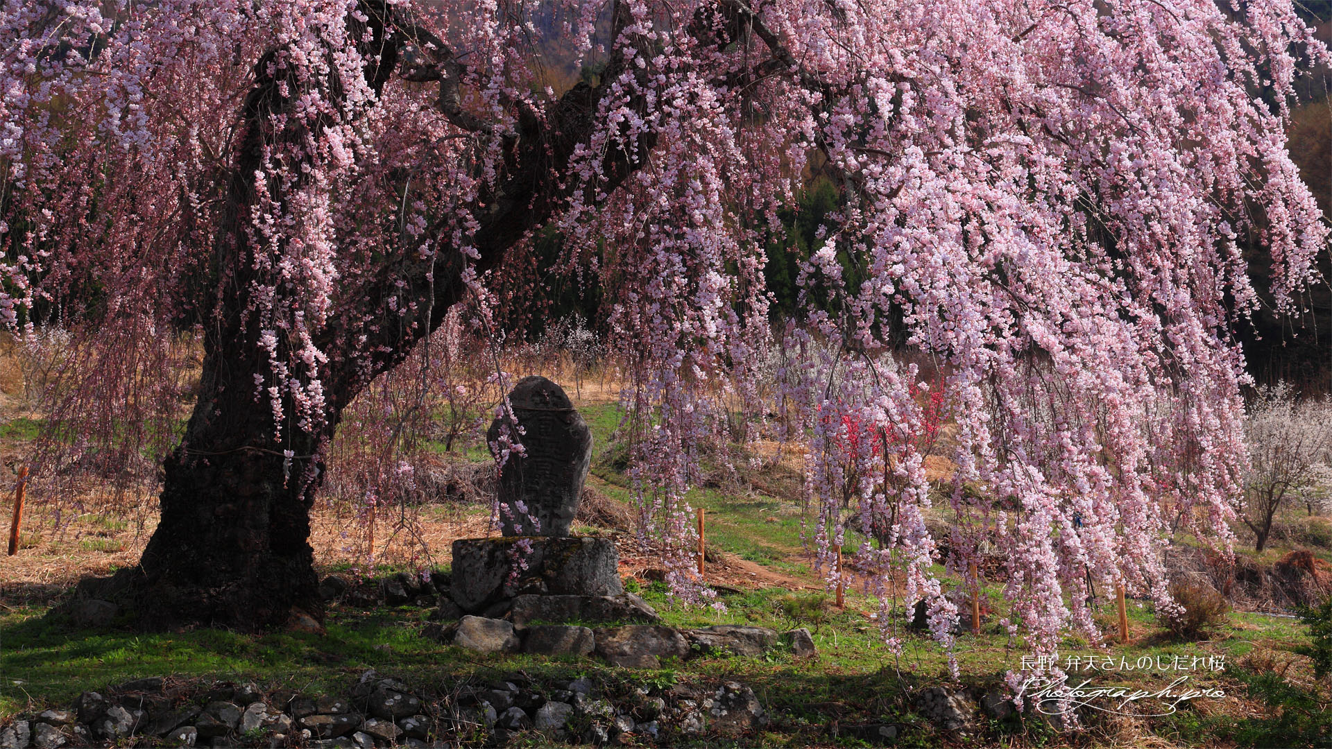 弁天さんのしだれ桜と蚕神の石碑