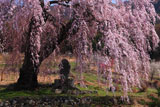 弁天さんのしだれ桜と蚕神の石碑