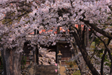 長玅寺の桜 ソメイヨシノ