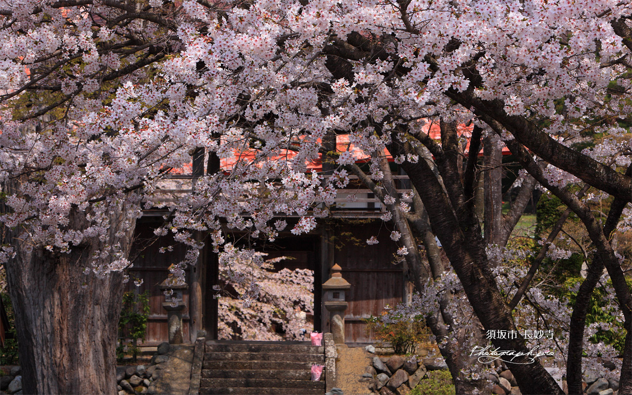 長玅寺の桜 ソメイヨシノ 壁紙