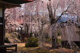 長玅寺の桜 サクラの競演