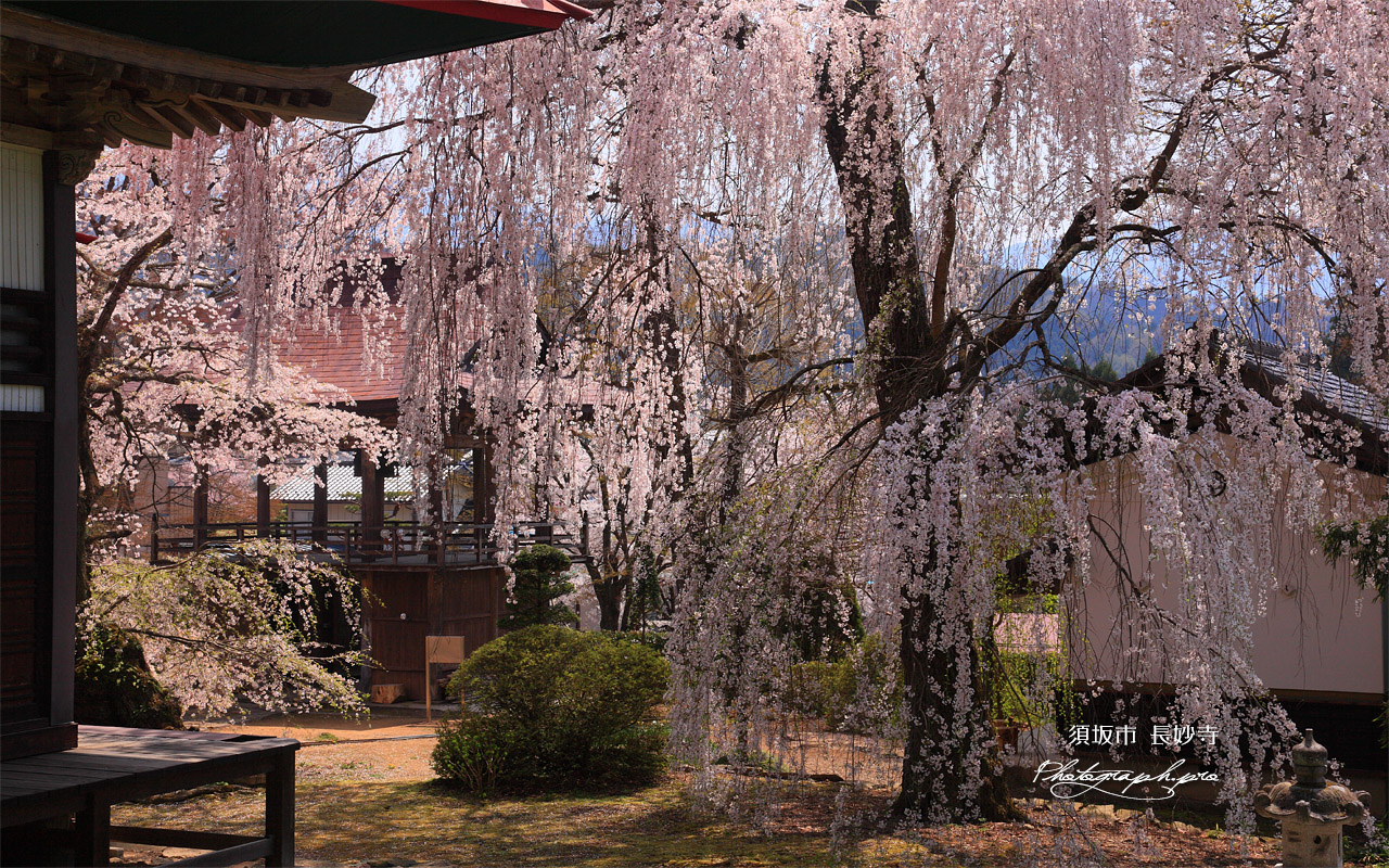 長玅寺の桜 サクラの競演 壁紙