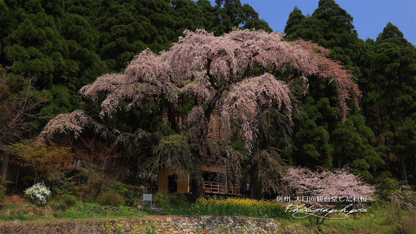 大日向観音堂しだれ桜 壁紙