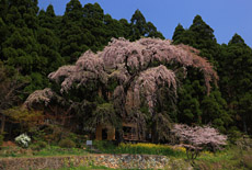 大日向観音堂しだれ桜