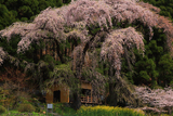 観音堂の夫婦桜