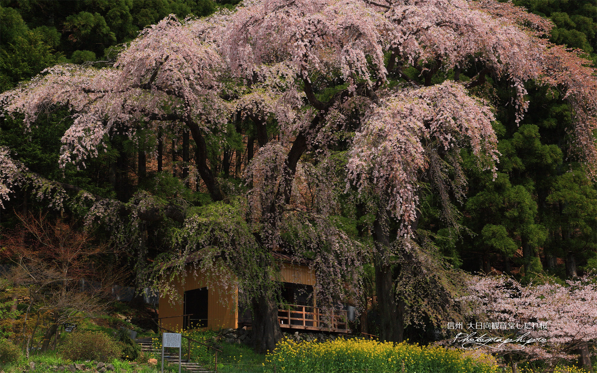 観音堂の夫婦桜