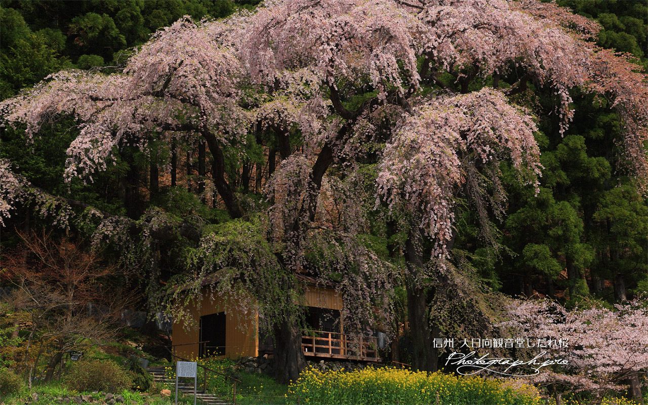 観音堂の夫婦桜 壁紙