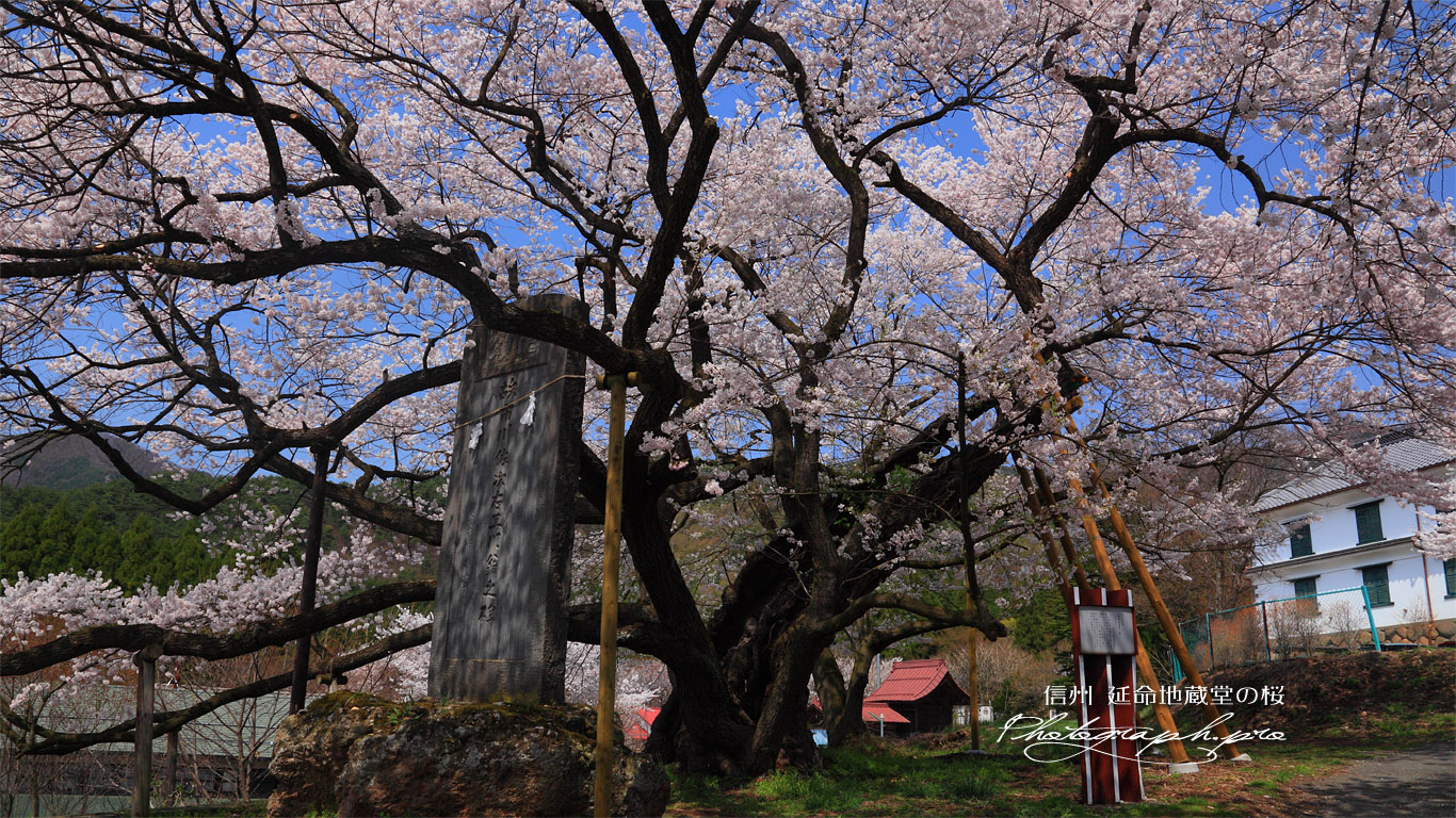 昼下がりの延命地蔵堂の大桜 壁紙