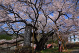 昼下がりの延命地蔵堂の大桜