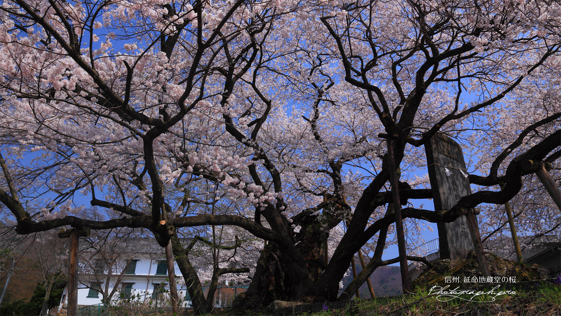 裏側からの延命地蔵堂の桜