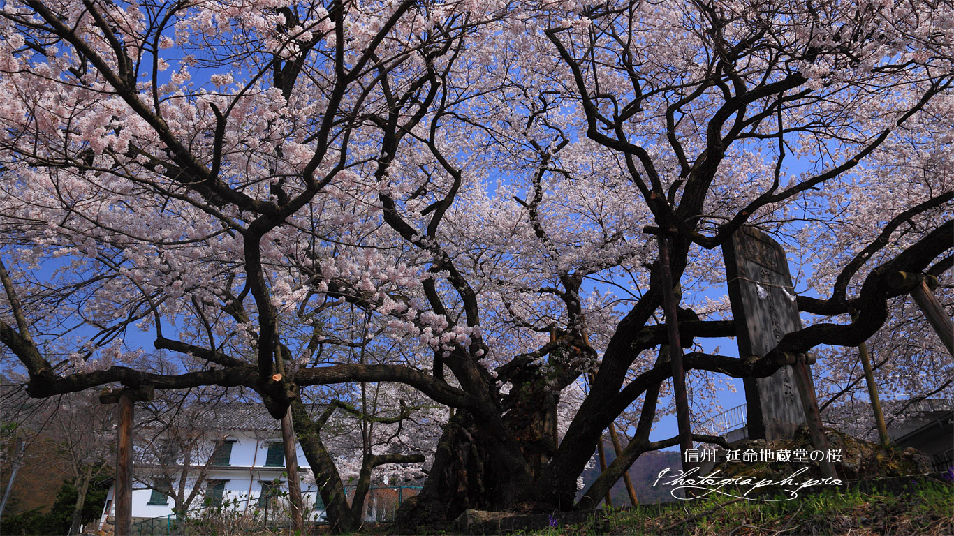 裏側からの延命地蔵堂の桜 壁紙
