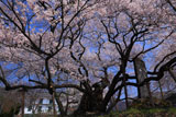 裏側からの延命地蔵堂の桜