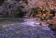 臥竜公園の桜