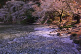 臥竜公園の水花蓆