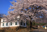旧園里学校の桜