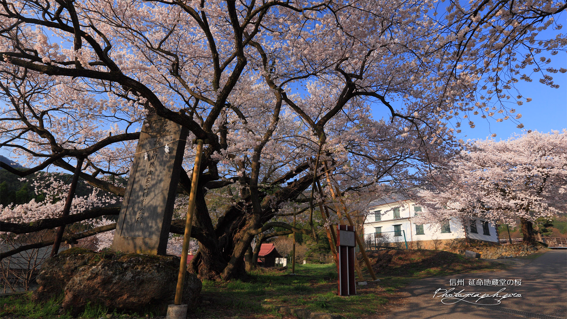 延命地蔵堂の桜