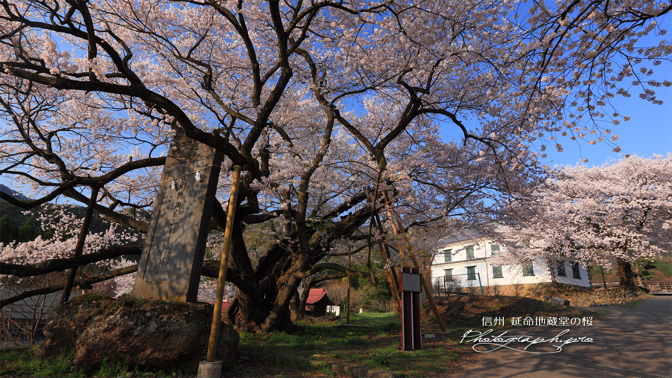 延命地蔵堂の桜 壁紙