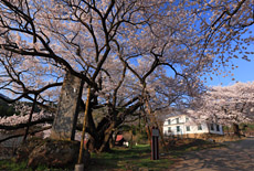 延命地蔵堂の桜