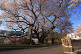 双体道祖神と延命地蔵堂の桜