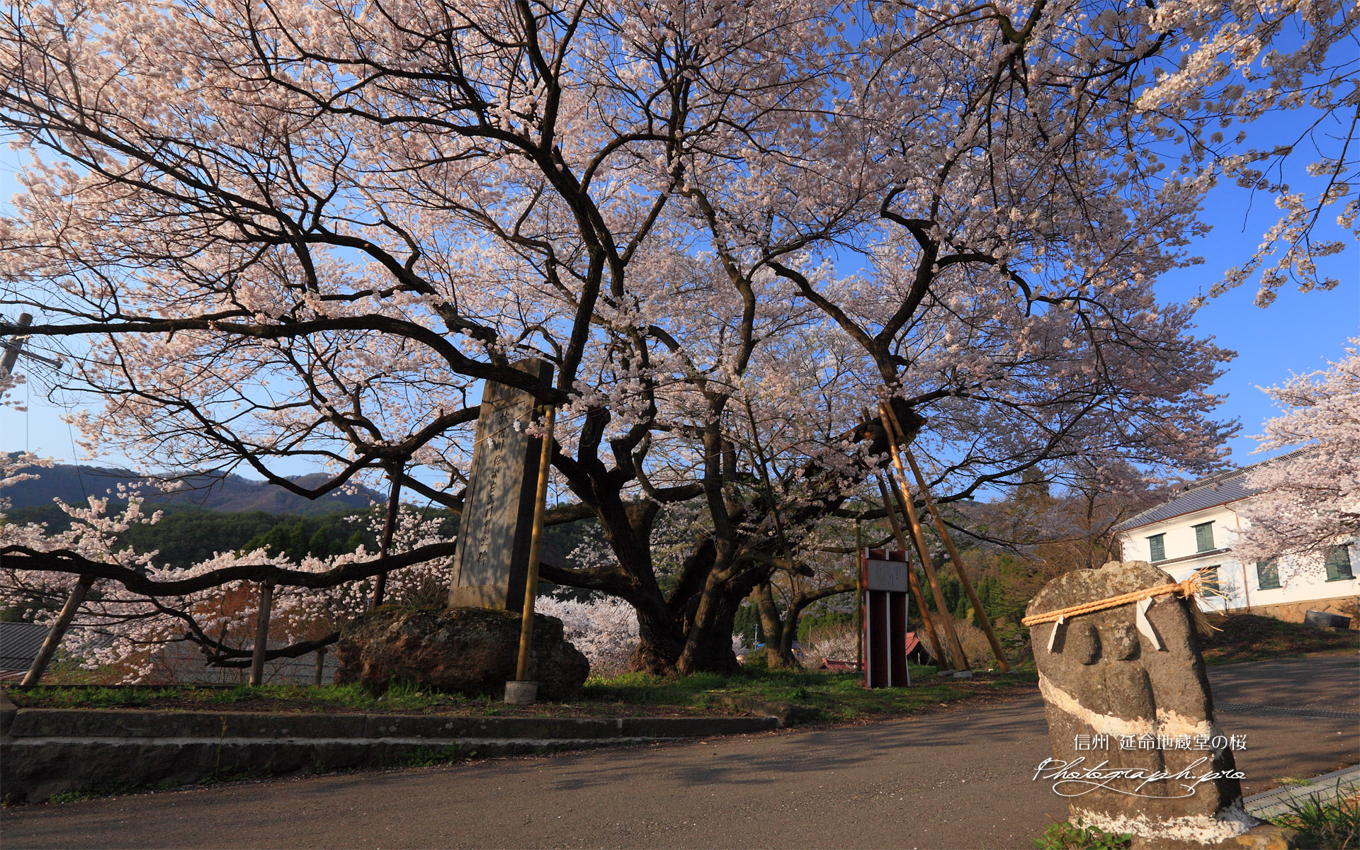 双体道祖神と延命地蔵堂の桜