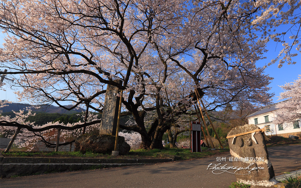 双体道祖神と延命地蔵堂の桜 壁紙